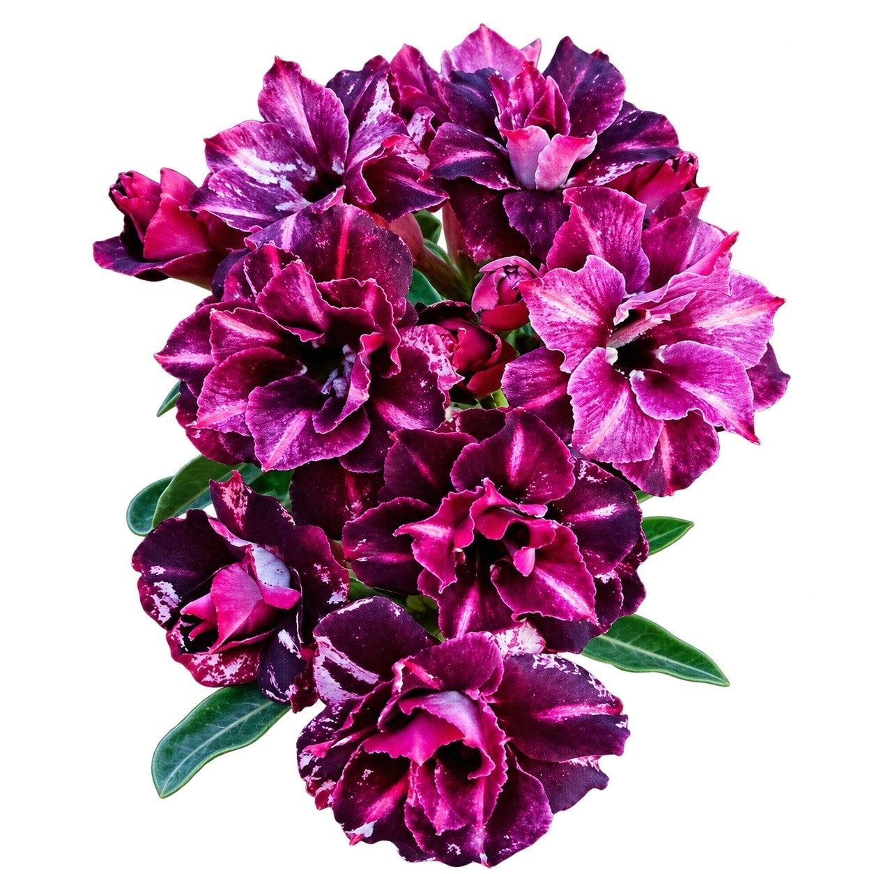 Adenium - Angela — AG26-0093