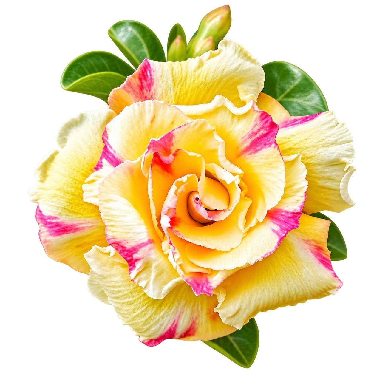 Adenium - 8778 — AG26-0111