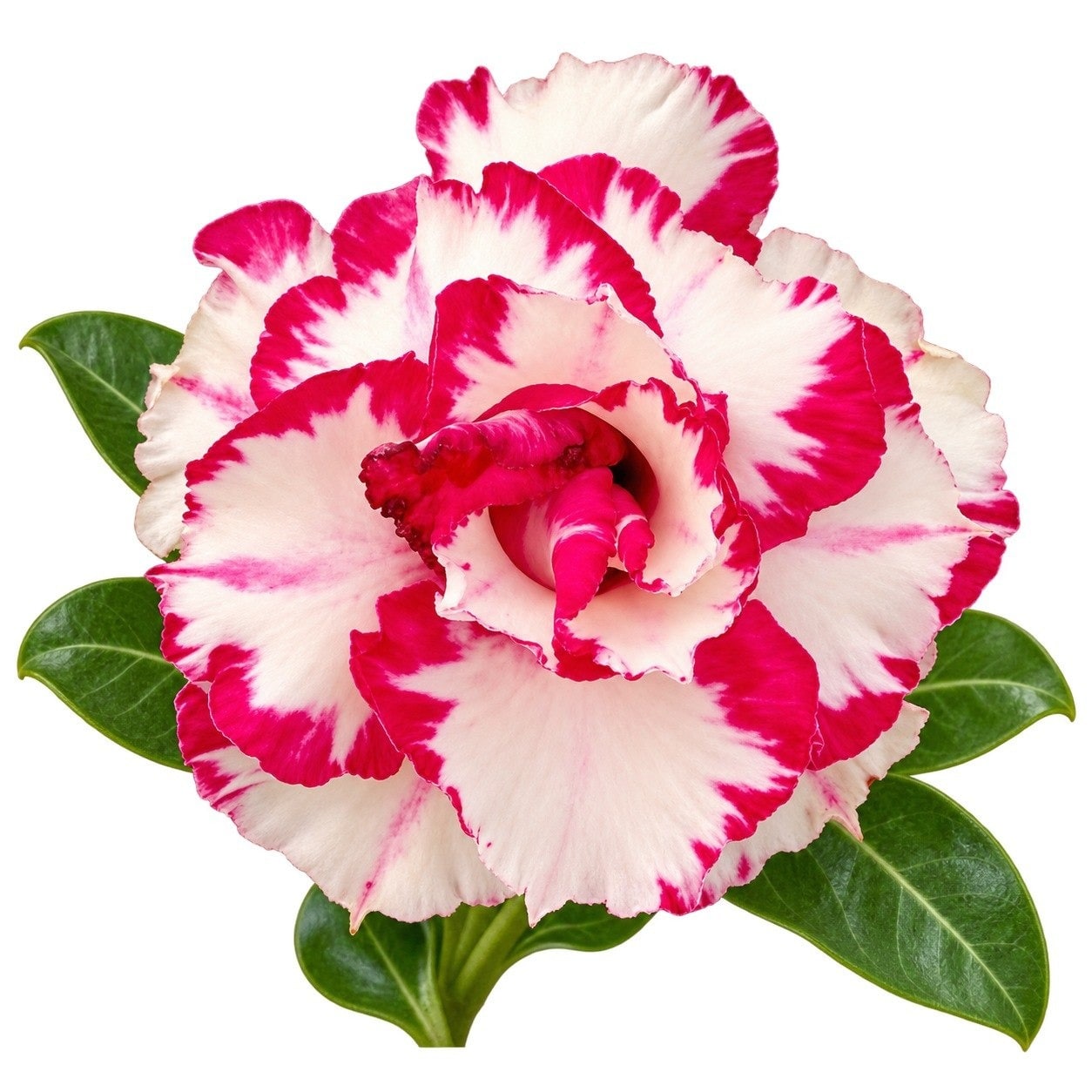 Adenium - Beautiful — AG26-0176